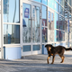 Illustration for article titled The Dogs Of Sochi